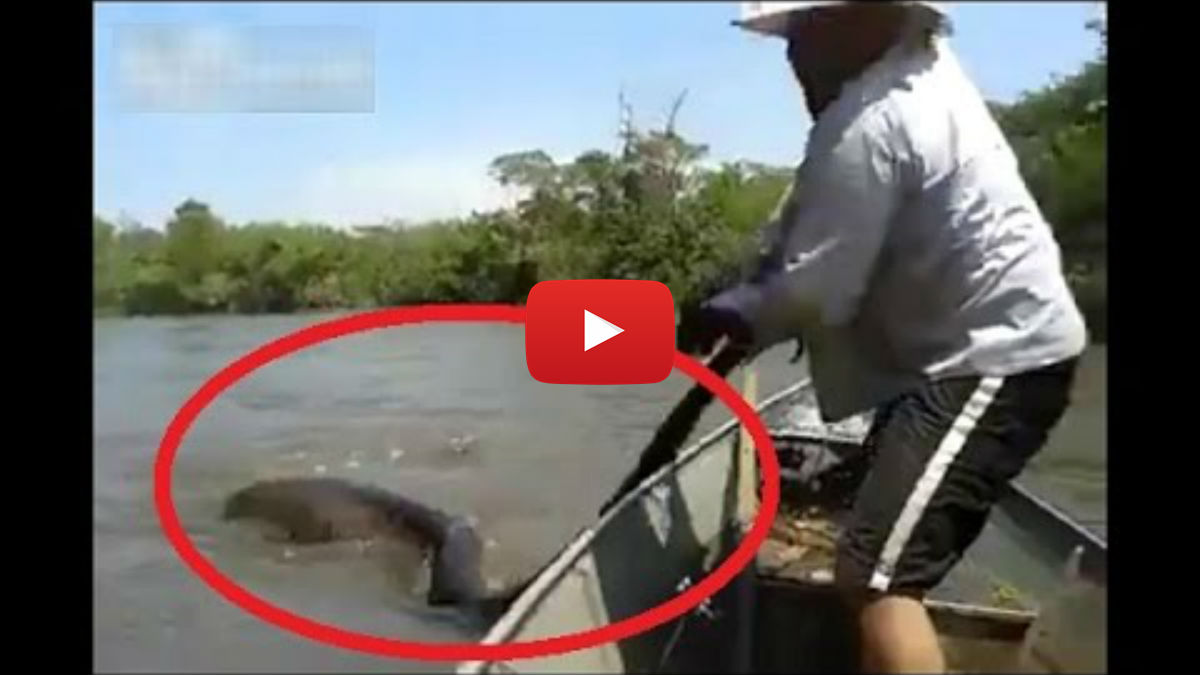 DESCOPERIRE ȘOCANTĂ ! Gaseste un SARPE GIGANTIC … Cel mai mare Anaconda găsit vreodată !