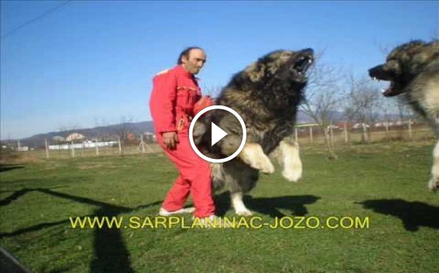 Este cea mai mare rasa de caini din lume. Poate ajunge si la 250 de kg