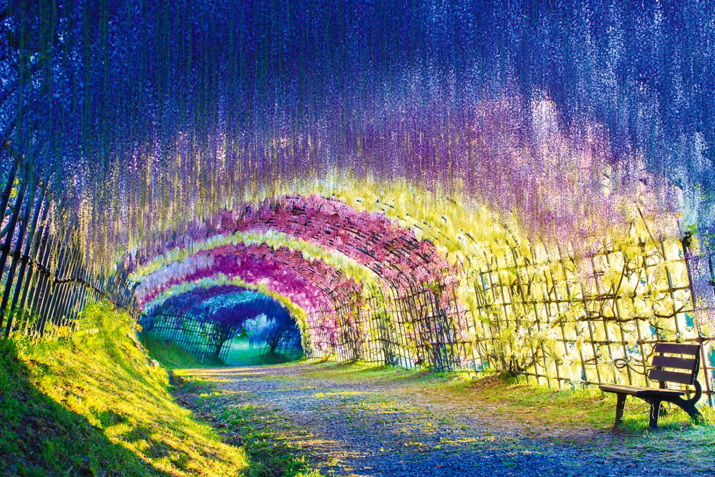 wisteria-tunnel-kawachi-gardens-japan
