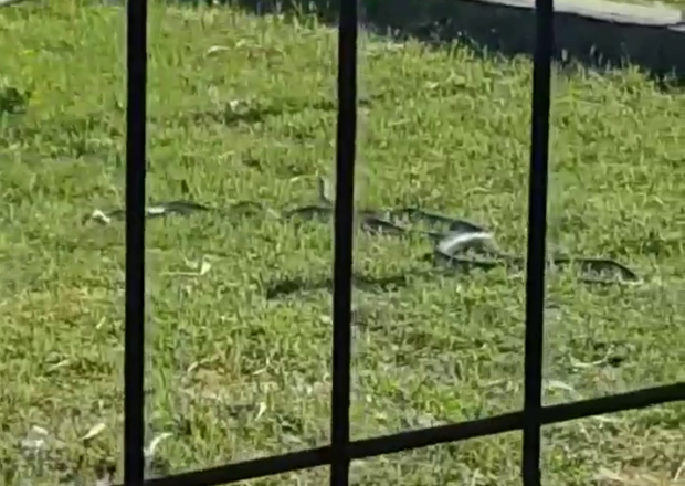 Serpi “indragostiti” si-au gasit sfarsitul intr-un parc de copii din Calafat Dolj (VIDEO)